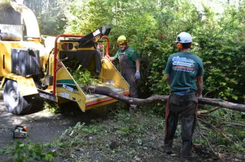 tree services Orange City